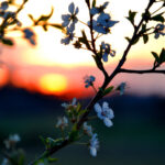 Âlemşümûllük veya Üniversalizm Prensibi